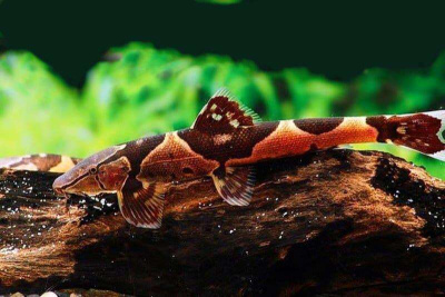 картинка Хомалоптера Золлингера (Рыба Ящерица)  от магазина