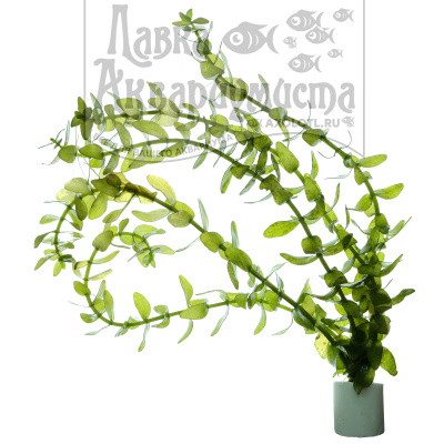 Бакопа Каролинская, с грузом Bacopa caroliniana