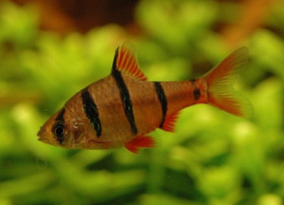 Барбус Пятиполосый  Barbus pentazona