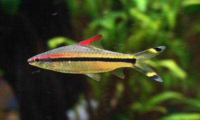 Барбус Денисони, S