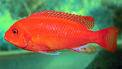 Зебра Красная (L) Pseudotropheus zebra