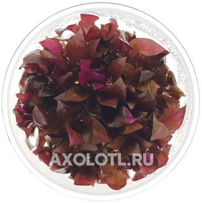 Альтернантера Рейнека Узорчатая (меристемное растение), ф60х40 мм