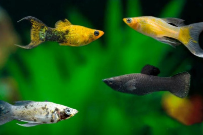 Моллинезия Ассорти