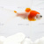 Комета Красно-Белая (SM) Carassius auratus