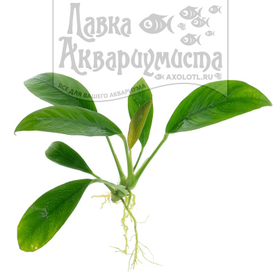 Анубиас Бартера Нана, шт Anubias barteri nana