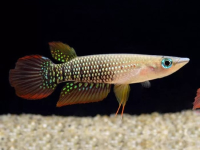 Щучка Аплохейлус Линеатус Красный