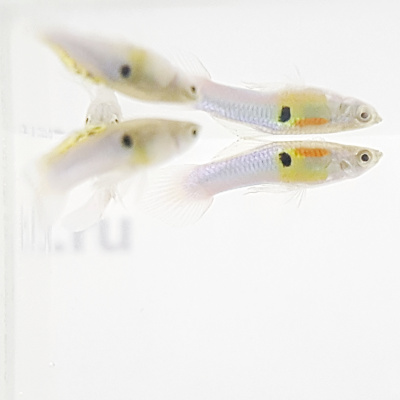 Гуппи Эндлера Японский Голубой