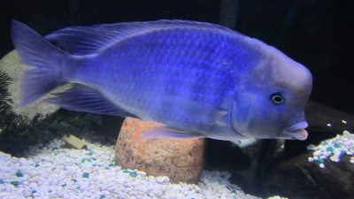 Дельфин Голубой (L) Haplochromis moori