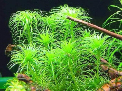 Тонина Белем, шт