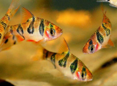 Барбус Ромбоцелатус Puntius Rhombocellatus