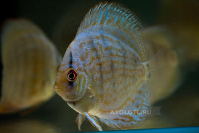 Дискус Туркис Синий, SM Symphysodon