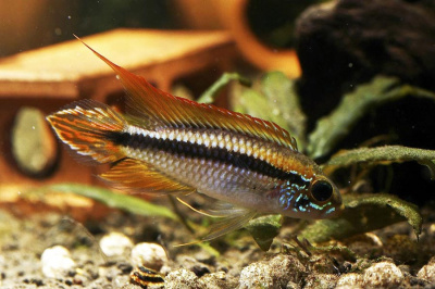 Апистограмма Агассица Apistogramma agassizii