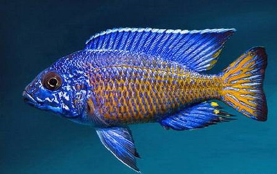 картинка Аулонокара Стюарта Гранта от магазина