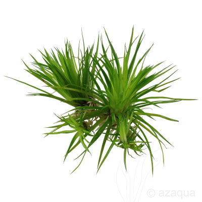 Эриокаулон синериум (меристемное растение)