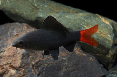 Лабео Биколор, M Лабео Биколор, M